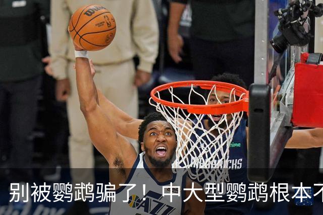 别被鹦鹉骗了！中大型鹦鹉根本不是宠物，是会飞的野生猛禽！